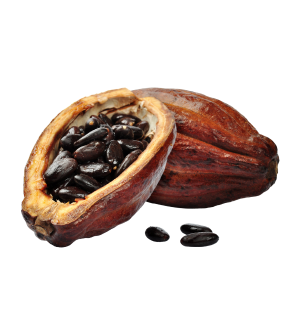 Kakao Çekirdeği
