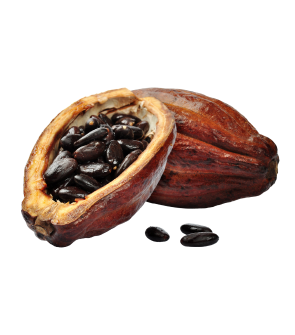 Cacao Beans